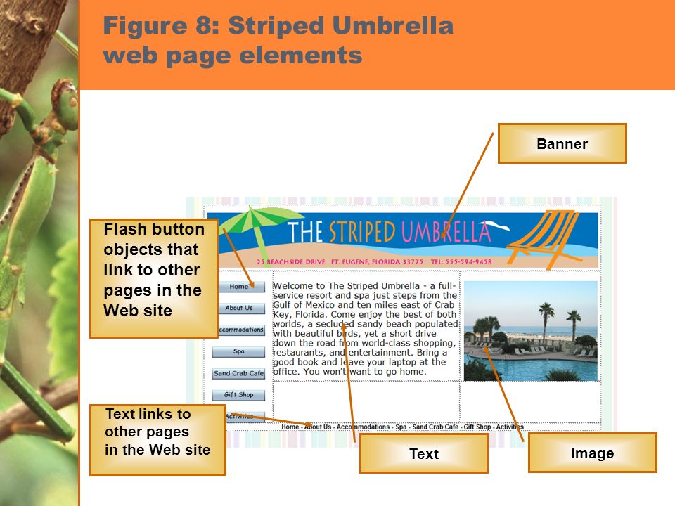 Figure 8: Striped Umbrella web page elements Banner Flash button objects that link to other pages in the Web site Text links to other pages in the Web site Text Image