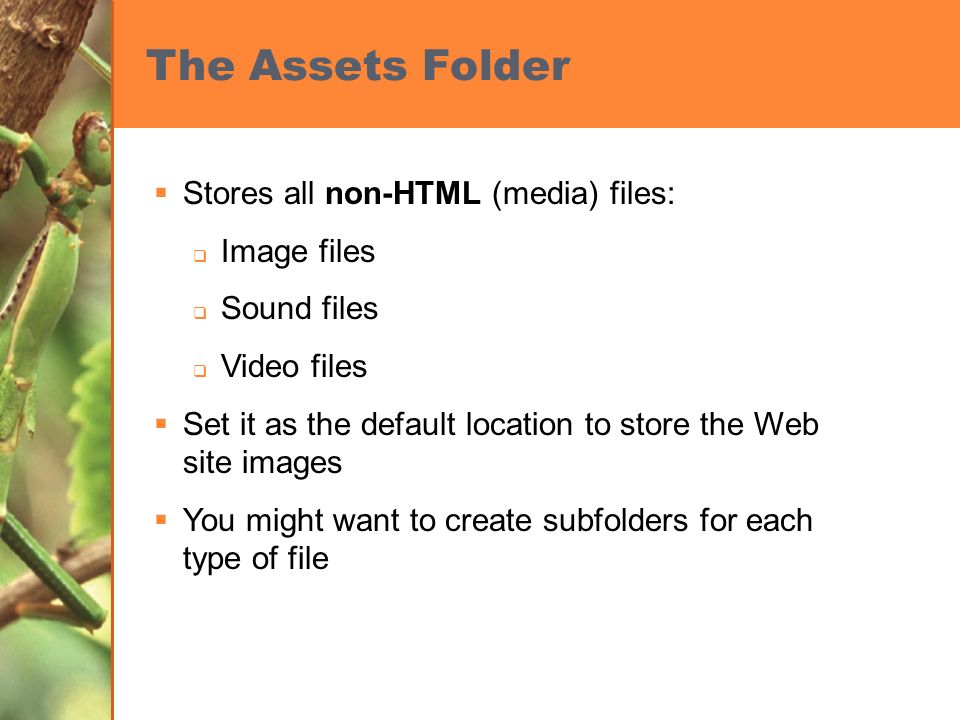 The Assets Folder  Stores all non-HTML (media) files:  Image files  Sound files  Video files  Set it as the default location to store the Web site images  You might want to create subfolders for each type of file