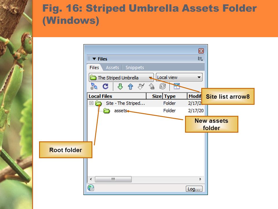 Fig. 16: Striped Umbrella Assets Folder (Windows) Root folder New assets folder Site list arrow8