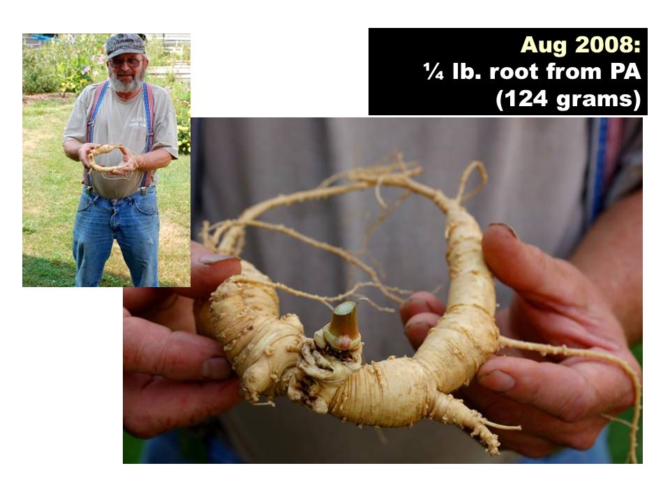 Aug 2008: ¼ lb. root from PA (124 grams)
