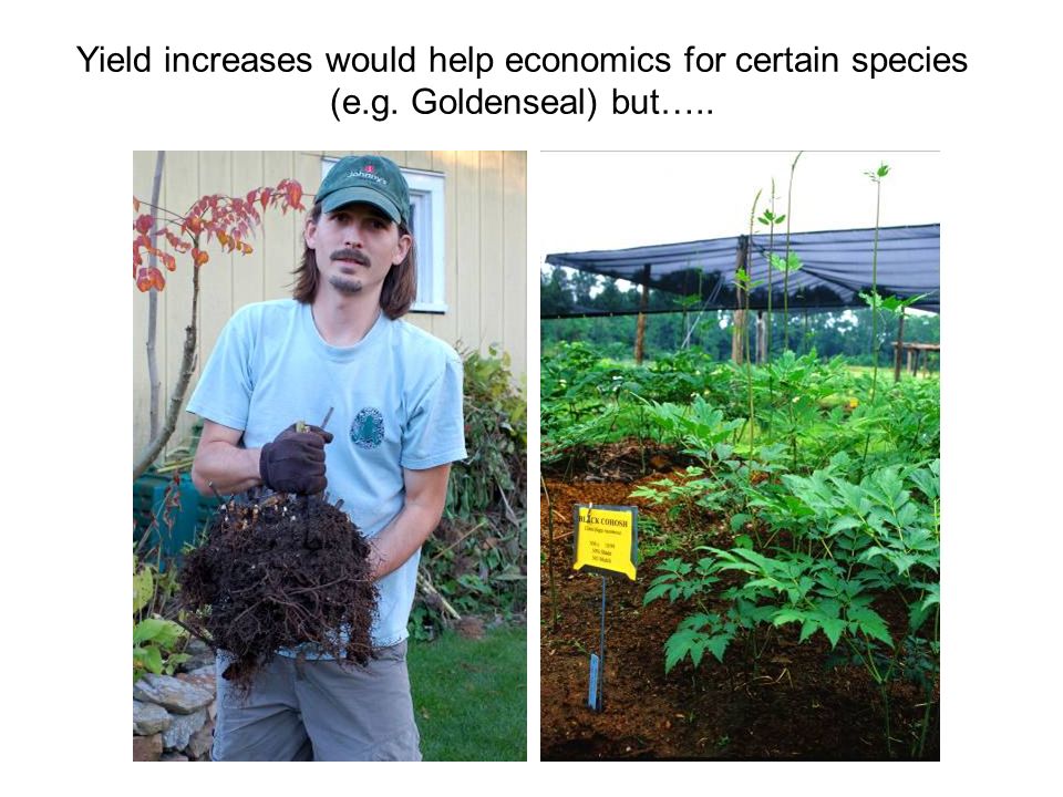 Yield increases would help economics for certain species (e.g. Goldenseal) but…..