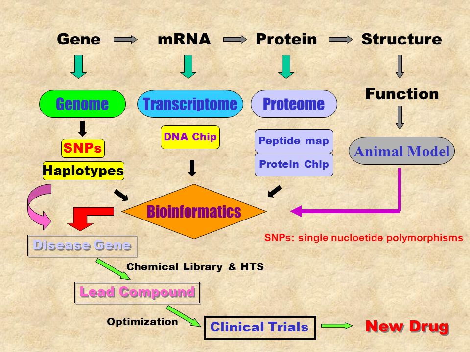 GenemRNAProteinStructure GenomeTranscriptomeProteome Bioinformatics SNPs Disease Gene Clinical Trials Lead Compound New Drug Chemical Library & HTS Optimization DNA Chip Protein Chip Peptide map Function Animal Model Haplotypes SNPs: single nucloetide polymorphisms