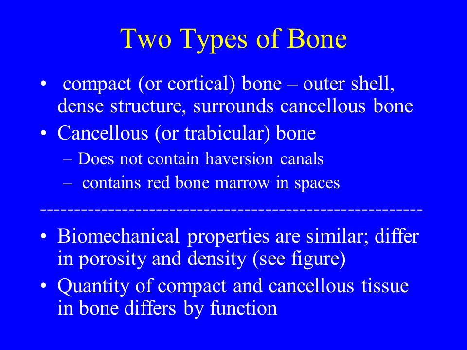 Two Types of Bone compact (or cortical) bone – outer shell, dense structure, surrounds cancellous bone Cancellous (or trabicular) bone –Does not contain haversion canals – contains red bone marrow in spaces Biomechanical properties are similar; differ in porosity and density (see figure) Quantity of compact and cancellous tissue in bone differs by function