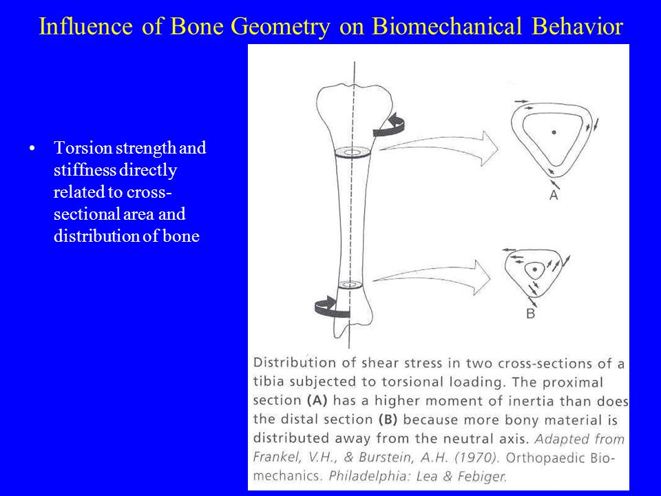 Influence of Bone Geometry on Biomechanical Behavior Torsion strength and stiffness directly related to cross- sectional area and distribution of bone