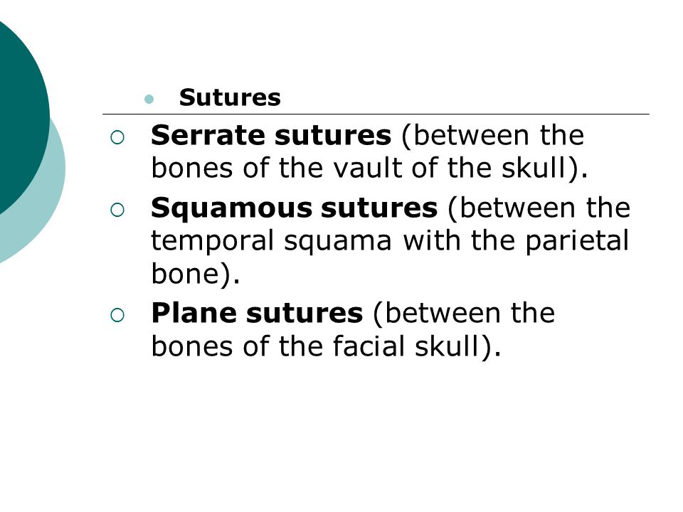 Sutures  Serrate sutures (between the bones of the vault of the skull).