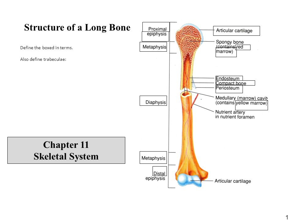 Long bone. Bone structure. Structure of long Bone.. Long lesion long Bone. The Structural components of thhhe log Bones.