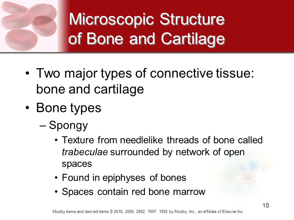 10 Microscopic Structure of Bone and Cartilage Two major types of connective tissue: bone and cartilage Bone types –Spongy Texture from needlelike threads of bone called trabeculae surrounded by network of open spaces Found in epiphyses of bones Spaces contain red bone marrow