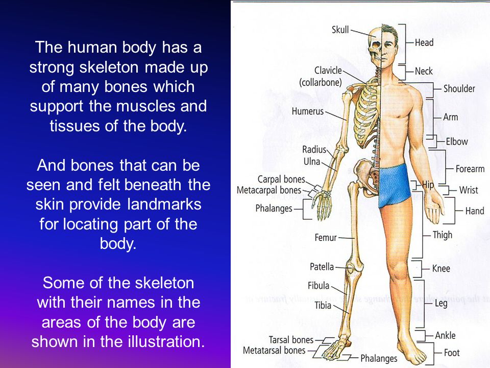 Bones and muscles. Structure which supports the body is это. How many Bones Human has. Bones and muscles of the Human body scheme.
