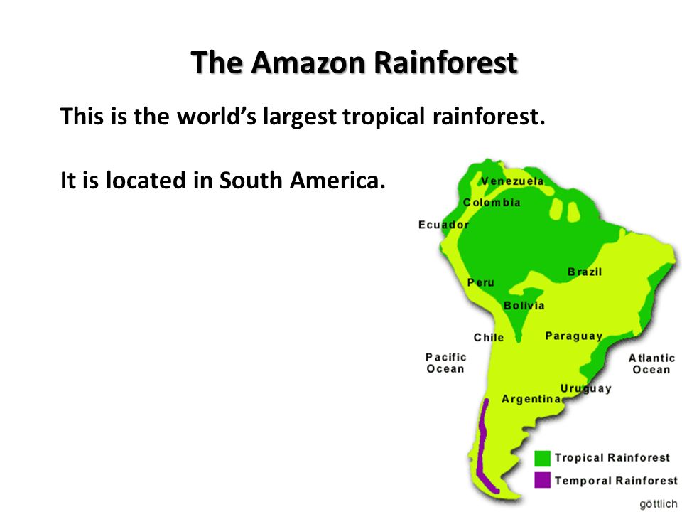 The Amazon Rainforest This is the world’s largest tropical rainforest.