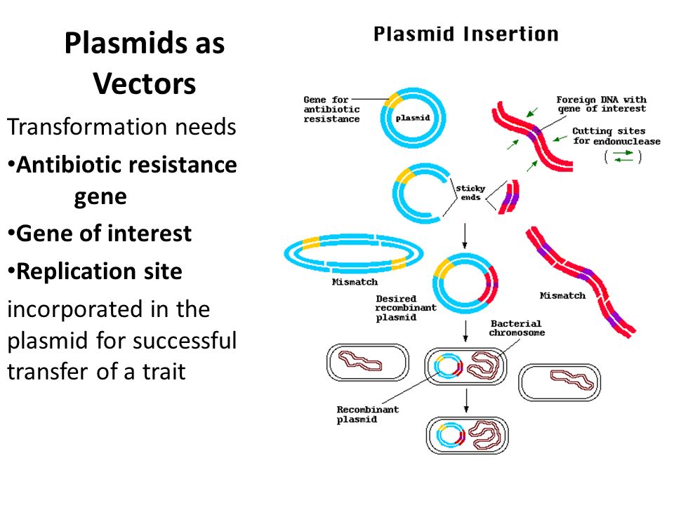 Plasmids as Vectors Transformation needs Antibiotic resistance gene Gene of interest Replication site incorporated in the plasmid for successful transfer of a trait