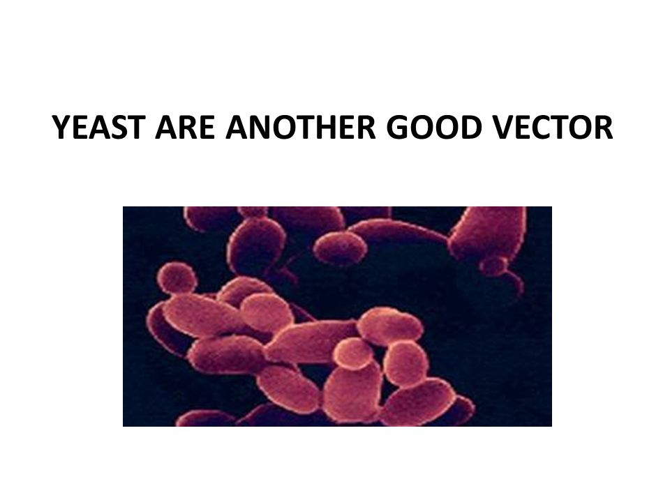 YEAST ARE ANOTHER GOOD VECTOR