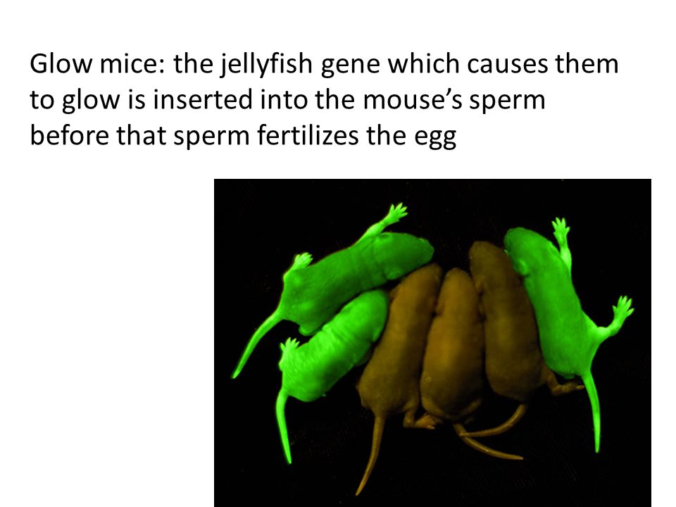 Glow mice: the jellyfish gene which causes them to glow is inserted into the mouse’s sperm before that sperm fertilizes the egg