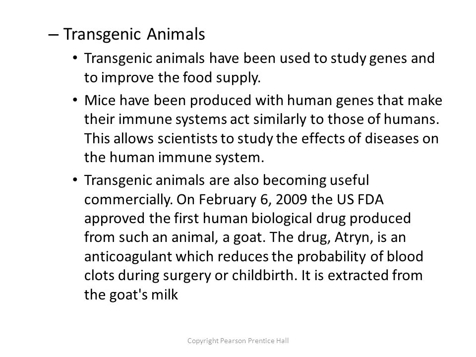 Copyright Pearson Prentice Hall – Transgenic Animals Transgenic animals have been used to study genes and to improve the food supply.