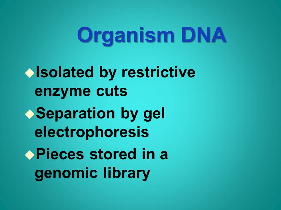 Organism DNA u Isolated by restrictive enzyme cuts u Separation by gel electrophoresis u Pieces stored in a genomic library