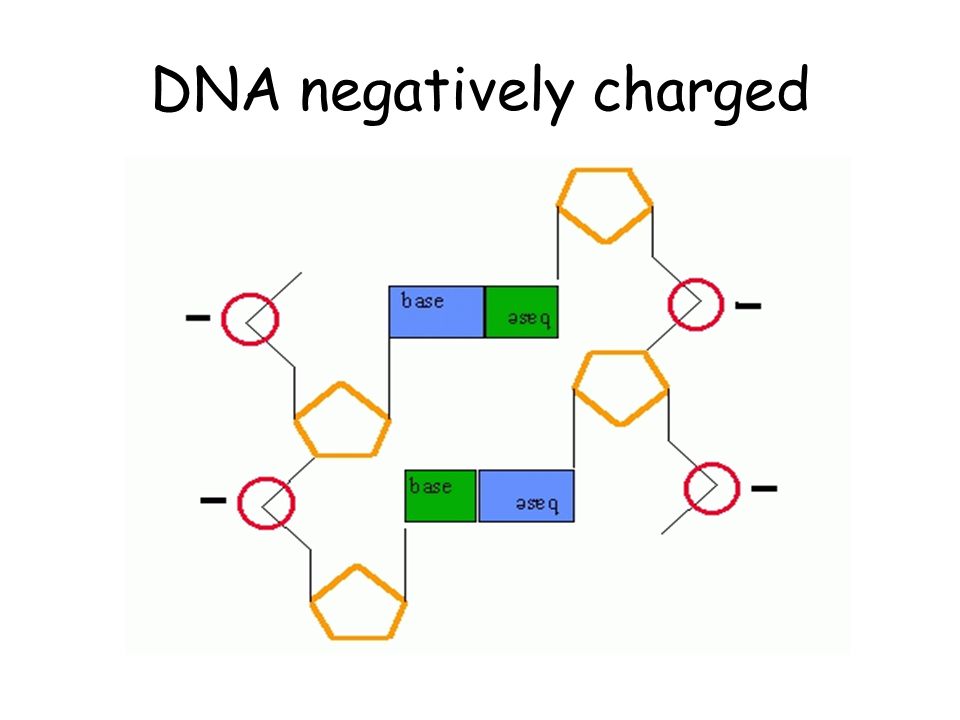 DNA negatively charged
