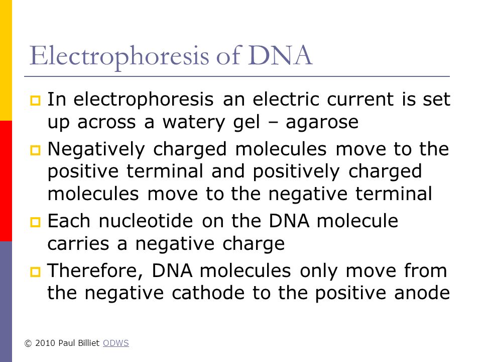 Electrophoresis of DNA  In electrophoresis an electric current is set up across a watery gel – agarose  Negatively charged molecules move to the positive terminal and positively charged molecules move to the negative terminal  Each nucleotide on the DNA molecule carries a negative charge  Therefore, DNA molecules only move from the negative cathode to the positive anode © 2010 Paul Billiet ODWSODWS
