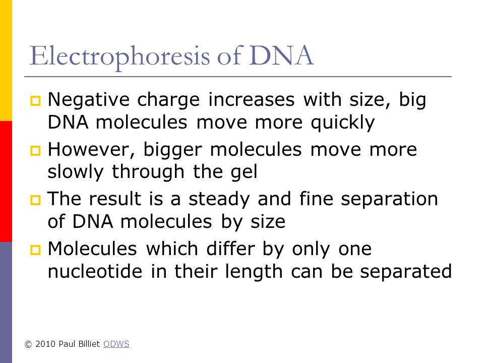 Electrophoresis of DNA  Negative charge increases with size, big DNA molecules move more quickly  However, bigger molecules move more slowly through the gel  The result is a steady and fine separation of DNA molecules by size  Molecules which differ by only one nucleotide in their length can be separated © 2010 Paul Billiet ODWSODWS