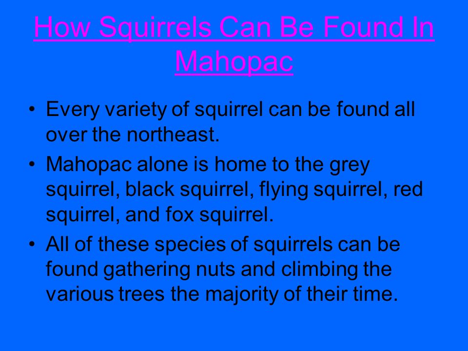 Every variety of squirrel can be found all over the northeast.