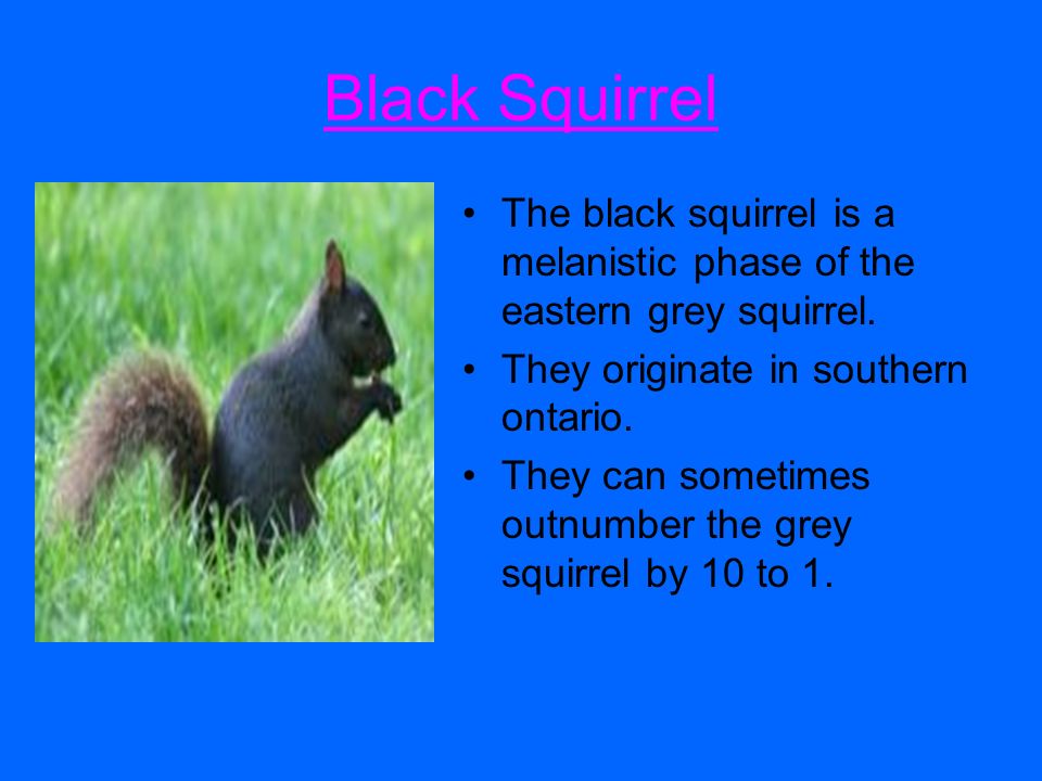 Black Squirrel The black squirrel is a melanistic phase of the eastern grey squirrel.