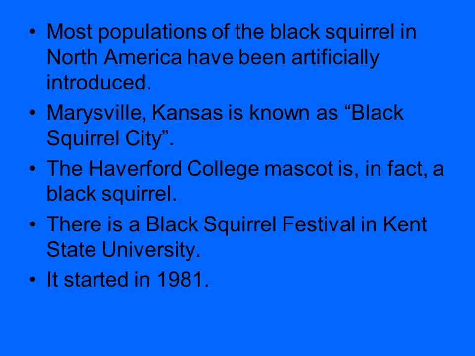 Most populations of the black squirrel in North America have been artificially introduced.