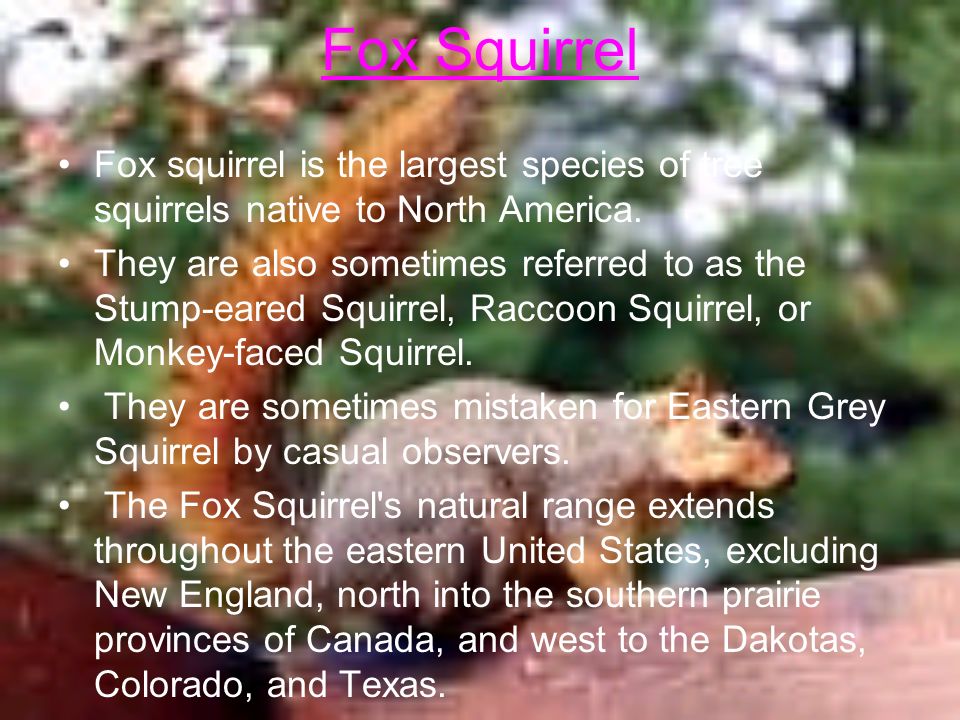 Fox Squirrel Fox squirrel is the largest species of tree squirrels native to North America.