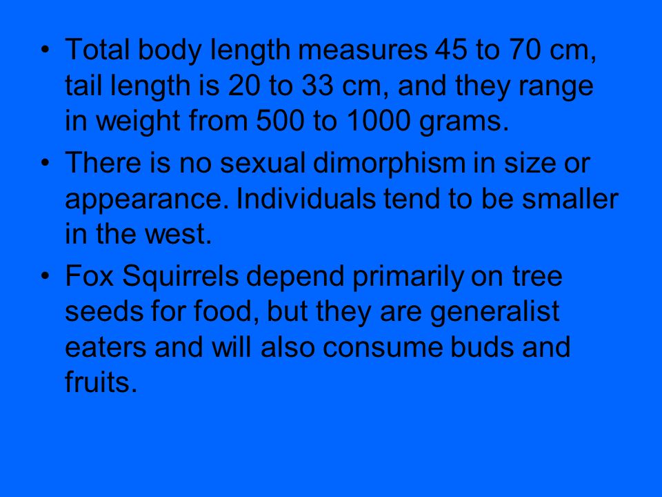 Total body length measures 45 to 70 cm, tail length is 20 to 33 cm, and they range in weight from 500 to 1000 grams.