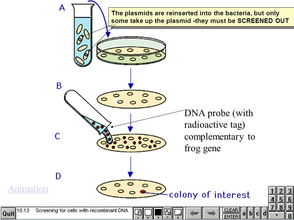 Chapter 20 DNA Technology P 365 Animation. - ppt download