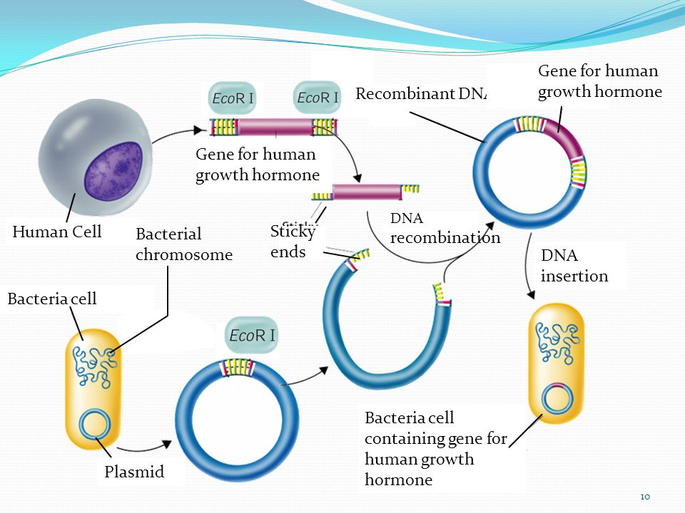 Recombinant DNA Gene for human growth hormone Human Cell Bacteria cell Bacterial chromosome Plasmid Sticky ends DNA recombination Bacteria cell containing gene for human growth hormone DNA insertion 10