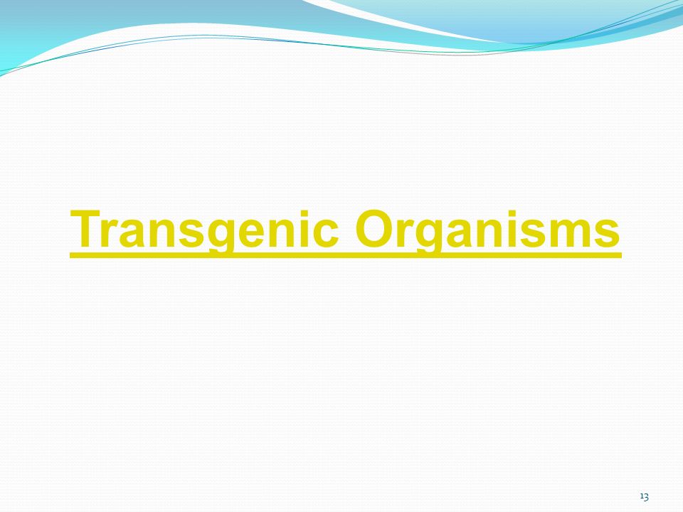 13 Transgenic Organisms