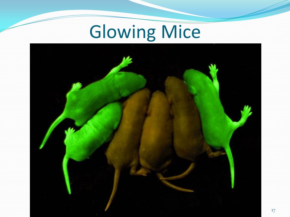 Glowing Mice 17