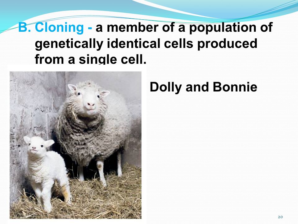 B.Cloning - a member of a population of genetically identical cells produced from a single cell.