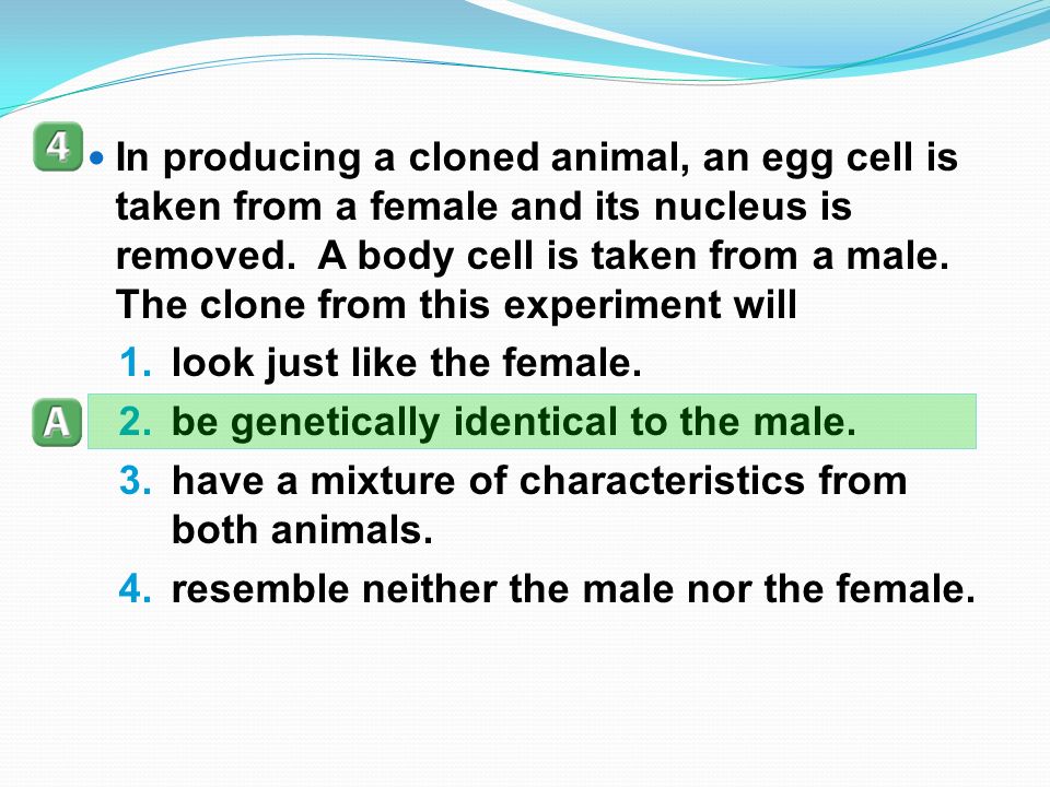 In producing a cloned animal, an egg cell is taken from a female and its nucleus is removed.