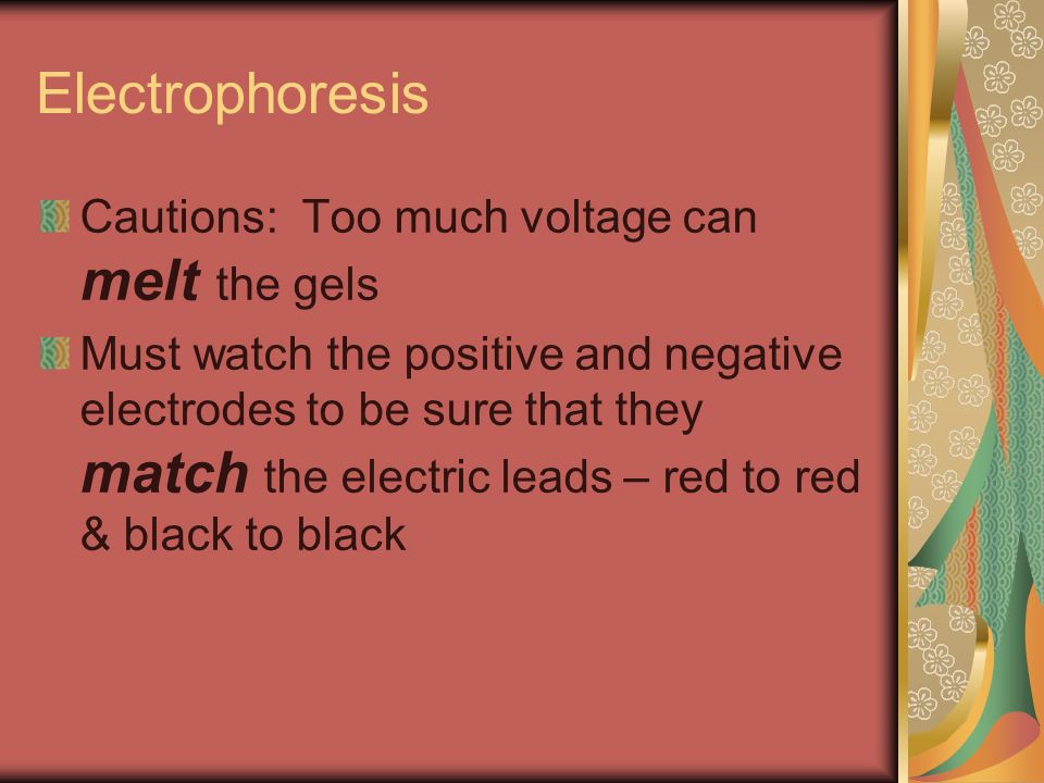Electrophoresis Cautions: Too much voltage can melt the gels Must watch the positive and negative electrodes to be sure that they match the electric leads – red to red & black to black