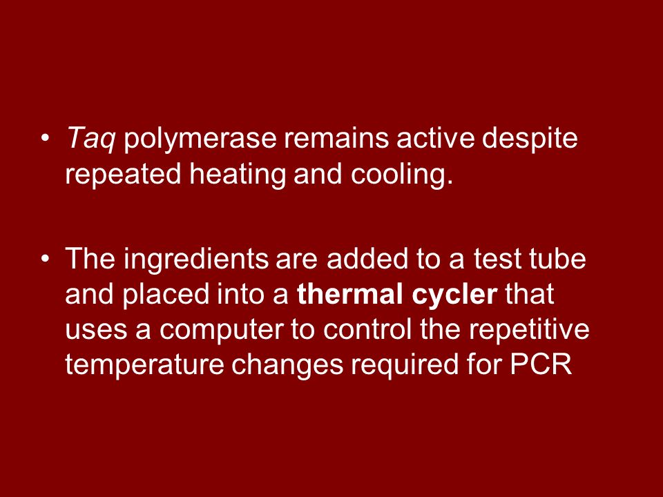 Taq polymerase remains active despite repeated heating and cooling.