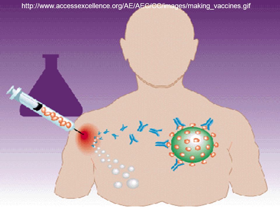 Вакцина влияет на. Иммунитет. Прививка и иммунитет. Иммунные вакцины.