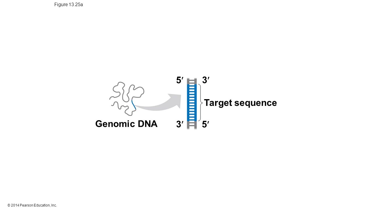 © 2014 Pearson Education, Inc. Figure 13.25a 3 5 Genomic DNA Target sequence 3 5