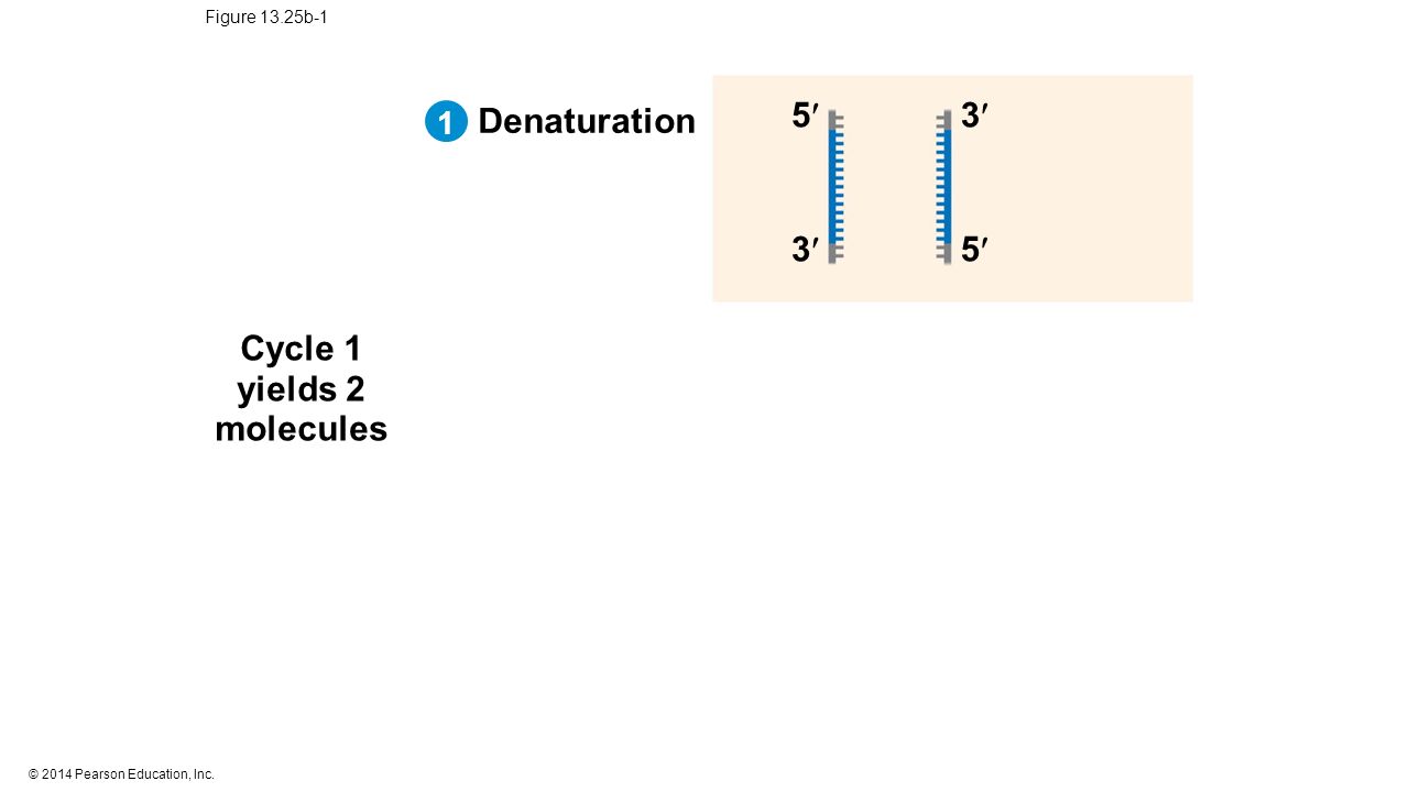© 2014 Pearson Education, Inc. Figure 13.25b-1 Cycle 1 yields 2 molecules Denaturation