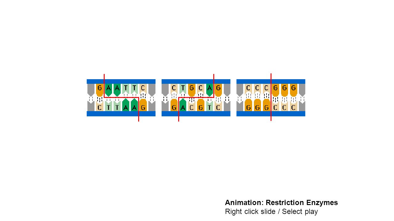 Animation: Restriction Enzymes Right click slide / Select play