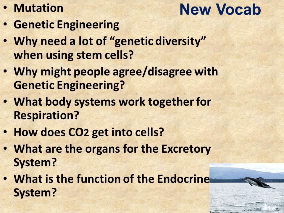 New Vocab Mutation Genetic Engineering Why need a lot of genetic diversity when using stem cells.