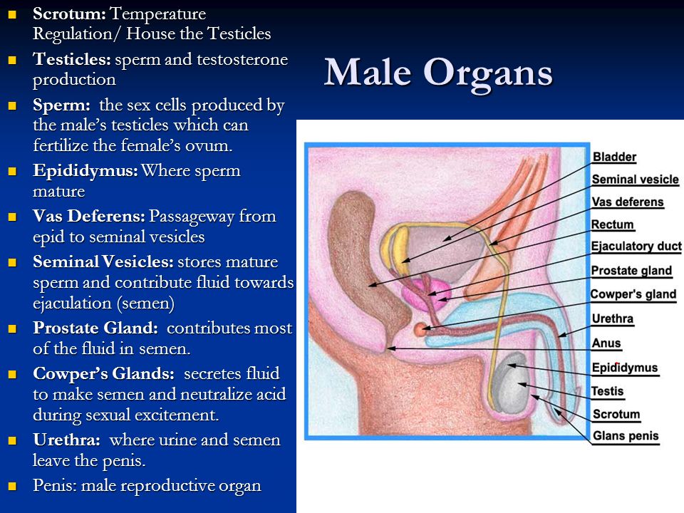 Male Anatomy Review   ons/5_AnatomyPhysiologyHO_MaleAnatomy.p df   ons/5_AnatomyPhysiologyHO_MaleAnatomy.p df   ons/5_AnatomyPhysiologyHO_MaleAnatomy.p df   ons/5_AnatomyPhysiologyHO_MaleAnatomy.p df