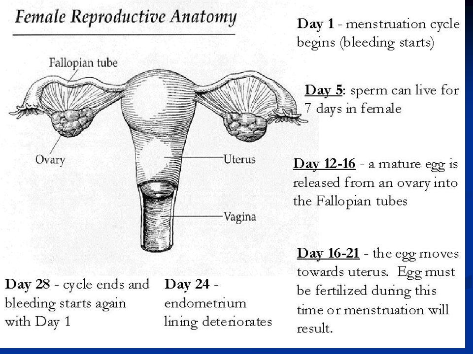 Key Terms to Understanding the Menstrual Cycle Ovulation: time when the egg is released from the ovary.