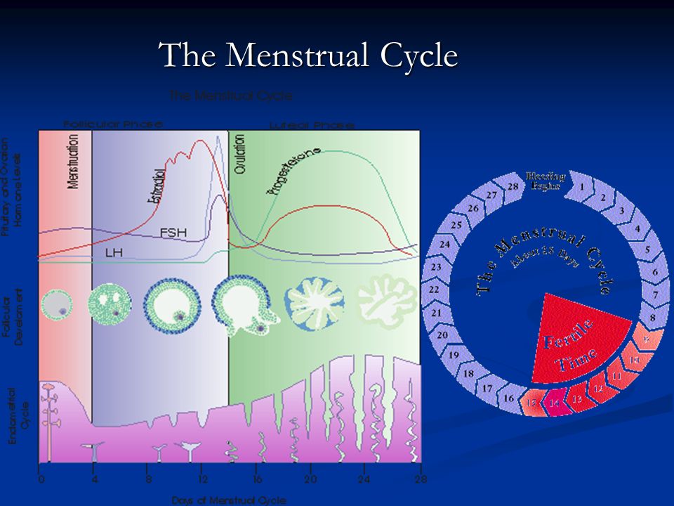 Possible Times of Fertility The female undergoes a regular, complex cycle approximately every 28 days in order to produce a mature ovum--called the menstrual cycle The female undergoes a regular, complex cycle approximately every 28 days in order to produce a mature ovum--called the menstrual cycle
