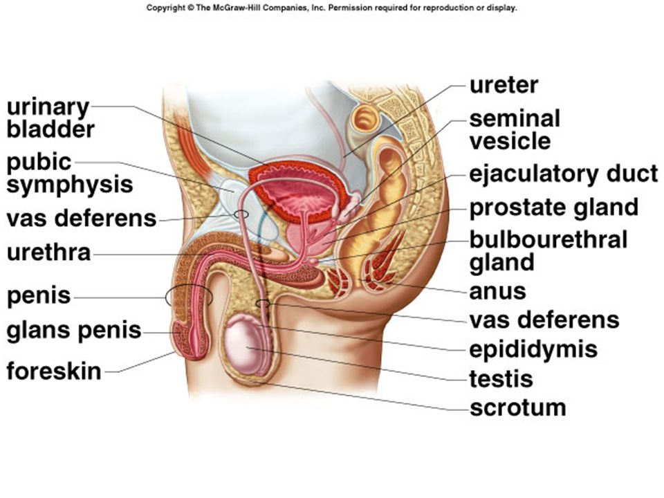 That days sperm vas deferens think Remarkable, days sperm vas deferens
