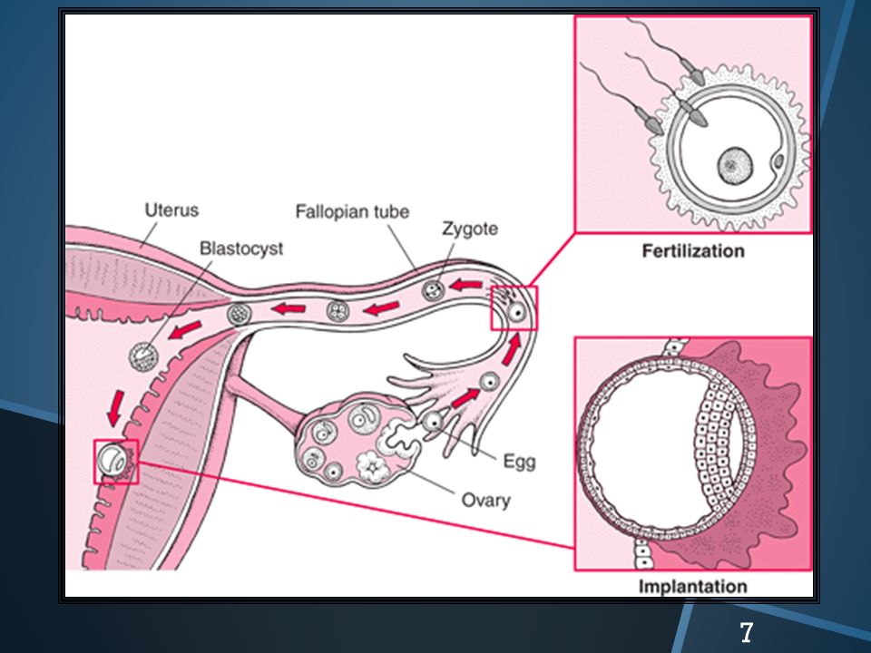 Children The Early Years Chapter 4…Pregnancy ppt download