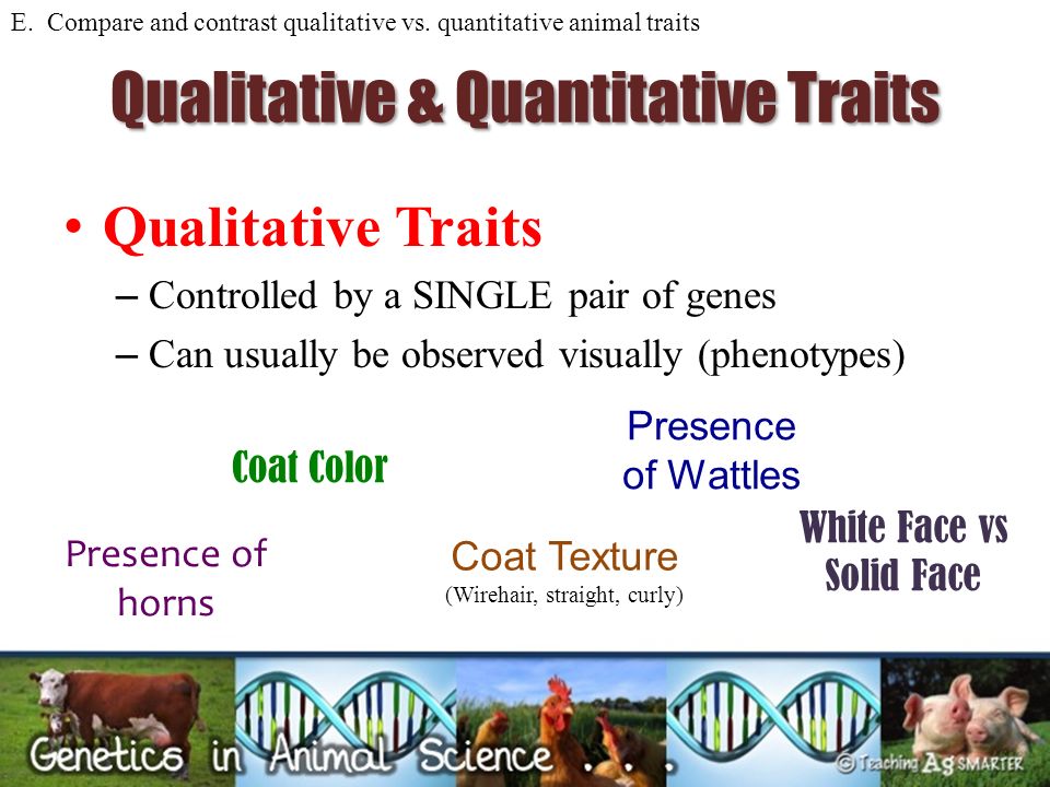 Genetics in the Animal Industry  the role and importance of  genetics in the animal industry  & describe the  interrelationship between. - ppt download