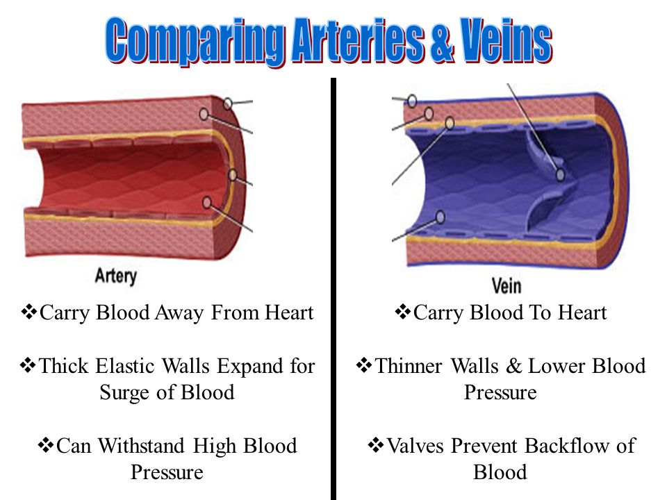  Carry Blood Away From Heart  Thick Elastic Walls Expand for Surge of Blood  Can Withstand High Blood Pressure  Carry Blood To Heart  Thinner Walls & Lower Blood Pressure  Valves Prevent Backflow of Blood