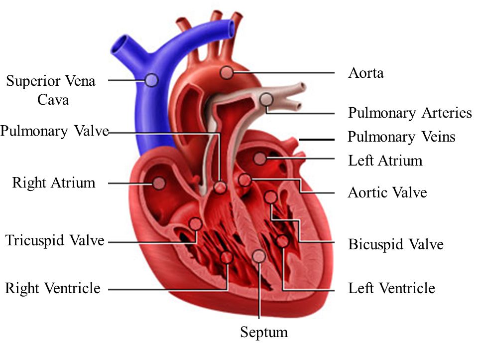 Aorta Pulmonary Arteries Left Atrium Bicuspid Valve Left Ventricle Superior Vena Cava Right Atrium Tricuspid Valve Right Ventricle Septum Aortic Valve Pulmonary Valve Pulmonary Veins