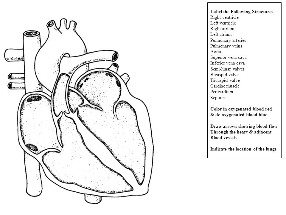 Label the Following Structures Right ventricle Left ventricle Right atrium Left atrium Pulmonary arteries Pulmonary veins Aorta Superior vena cava Inferior vena cava Semi-lunar valves Bicuspid valve Tricuspid valve Cardiac muscle Pericardium Septum Color in oxygenated blood red & de-oxygenated blood blue Draw arrows showing blood flow Through the heart & adjacent Blood vessels Indicate the location of the lungs
