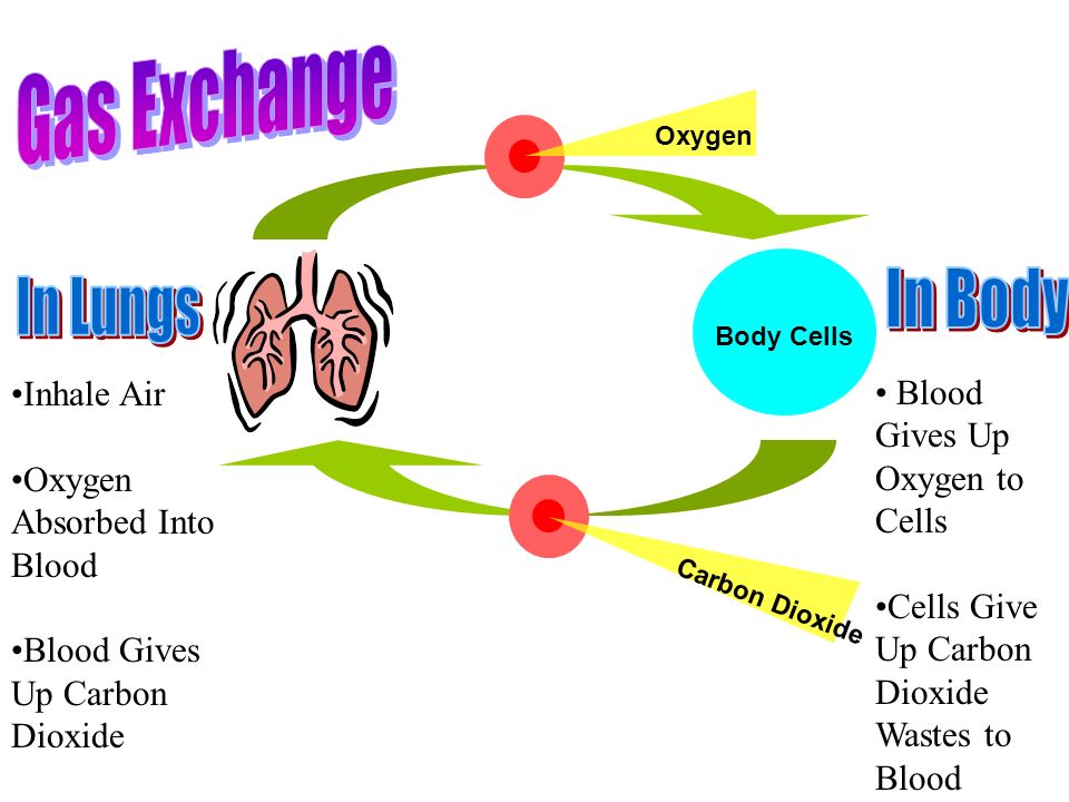 Body Cells Oxygen Carbon Dioxide Inhale Air Oxygen Absorbed Into Blood Blood Gives Up Carbon Dioxide Blood Gives Up Oxygen to Cells Cells Give Up Carbon Dioxide Wastes to Blood