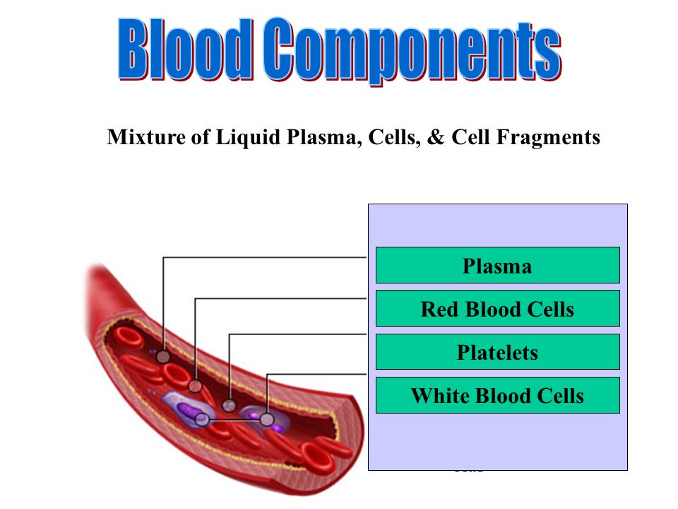 Plasma Red Blood Cells White Blood Cells Platelets Mixture of Liquid Plasma, Cells, & Cell Fragments